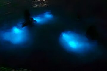 Falmouth BioLuminous Lagoon Night Tour with Boat Ride and Swim 