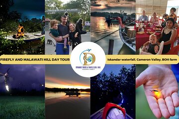 Unbelievable Firefly Kuala Selangor Day Tour