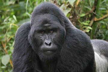 4WD Bwindi and Kibale Tour from Kigali
