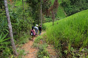 Bush Hiking to explore Wild Plants & Fresh Fruits,Montego Bay