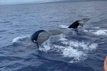 Whale Watching on Big island 