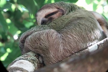 Half Day Guided Hiking at Manuel Antonio National Park