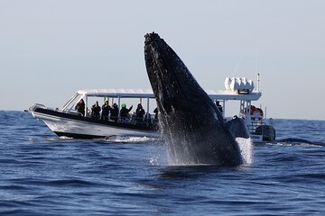 Whale Watching on Speed Boat with canopy from Sydney Harbour