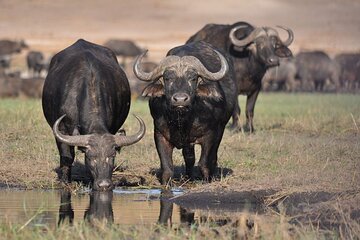 Nairobi National Park 6 am Group-Joining Game Drive