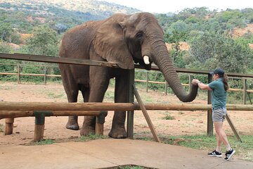 Elephant Sanctuary Tour From Johannesburg