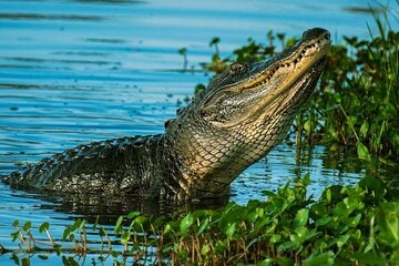  Private Everglades Tour: Explore the Beauty of the Everglades