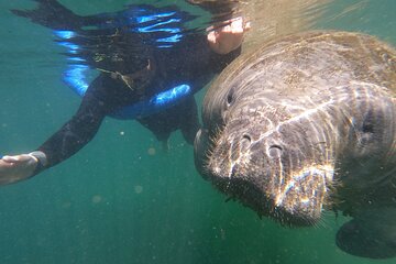 3-Hour Manatee Swim Tour With Water Guide and Photographer