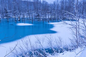  Visit Asahiyama Zoo, Fascinating Aoi-Ike and Shirohige Falls! 