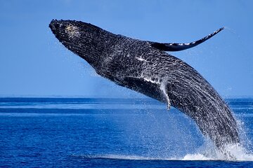 Late Morning Whale Watch Cruise from A'bay