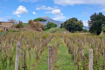 Day on a private and guided tour of Pompeii and Naples with lunch