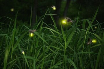 Private Tour Kuala Selangor Fireflies include Seafood Dinner *25*