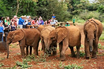  Half day tour to Elephant orphanage & Giraffe Centre Nairobi