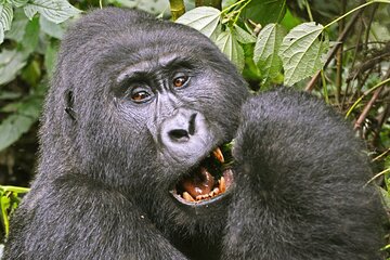 3 Day Guided Gorilla Tracking Safari At Bwindi National Park 