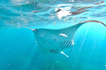 Nusa Penida: unforgettable snorkeling adventure with 4 spots