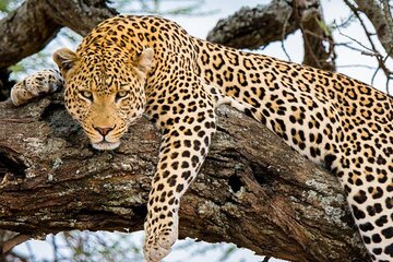 9 Days Private Serengeti Wildebeest Migration Safari