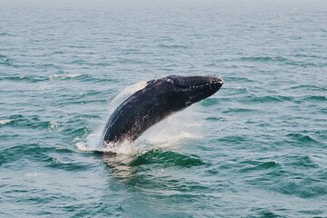 Combo Tour: Whale Watching, Shopping and Beach Time