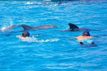 Hurghada: Dolphin House Snorkeling Trip with Lunch & Transfer 