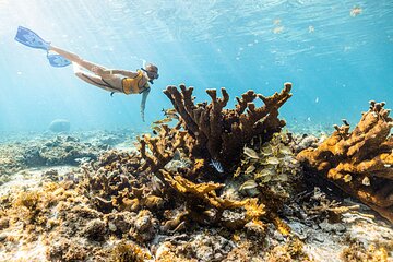 Snorkel Paradise Cancun 5 in 1 For Non Swimmers 