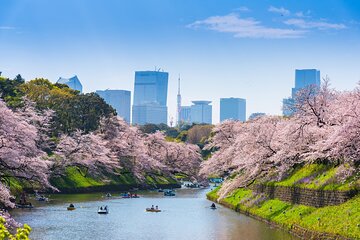 Full Day Private Shore Tour in Tokyo from Tokyo Cruise Port