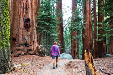 Muir Woods and Sausalito Half Day Tour