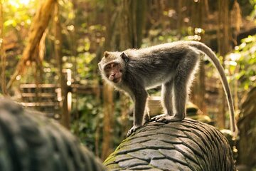 Private Tour in Ubud with Jungle Swing