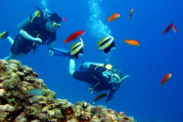 El Gouna: Professional Scuba Diving Tour with Lunch & Transfer