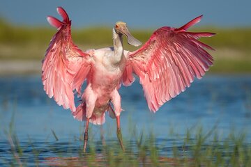 From La Fortuna: 8-Hours Birdwatching and Bird Photography Tour.