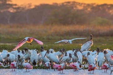 PALO VERDE NATIONAL PARK (Boat Safari, 1/2 day)