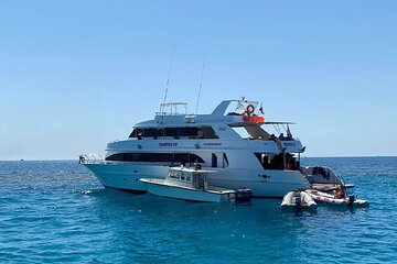 Swimming with Dolphin VIP Snorkeling Sea Trip From Hurghada