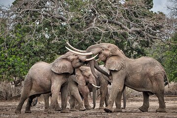 Safari Game Drive in Zambezi National Park 