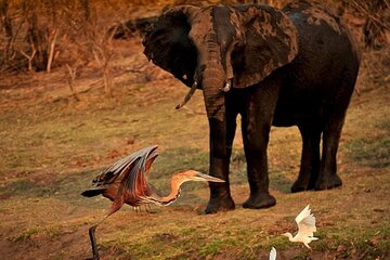 Chobe Day Trip from Victoria Falls