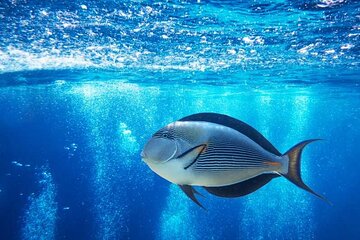 Glass Bottom Boat in Sharm El Sheikh