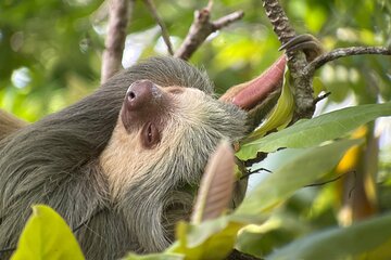 Private Urban Wildlife City Tour from Manuel Antonio to Quepos