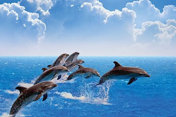 Amazing Dolphin Watching Tour In Muscat