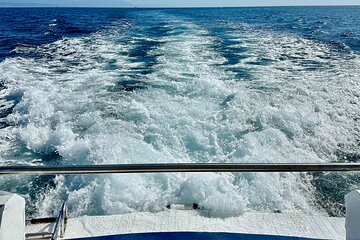 Dolphin Watching in Benalmadena