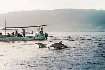 Dolphin Watching Experience at North Bali 