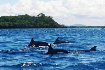 Dolphin and Turtle Tour with Sunset Cruise at Nungwi Beach