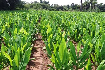 A Half Day Private Tour To Spice Farm