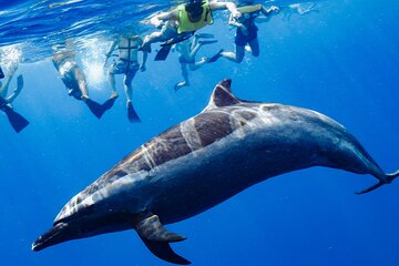 Oahu: Swim with Dolphins, Turtle Snorkel, Waterslide Activities