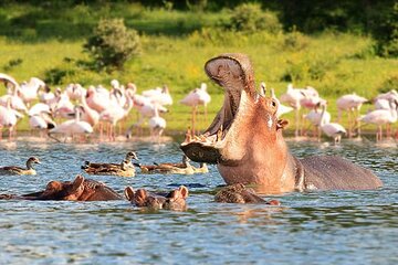 Nairobi National Park Group Tour