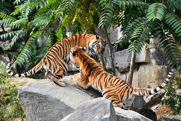 5 Days Golden Triangle Tour with Ranthambore(Delhi Agra Jaipur Ranthambore Tour)