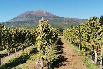 Private tour Ercolano Ruines and Wine tour tasting