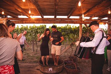 Harvest Evening - Grape Pisa at Vinhos Cristofoli