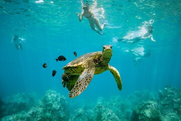 Discover the Magic of Coral Garden’s Turtle Town - Maalaea Harbor