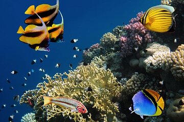 Hurghada Red Sea fishing and snorkeling Trip