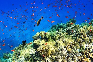 Private Snorkeling Adventure in Sharm El Sheikh