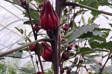 Edible Hibiscus Guided Farm Tour (Big Island)