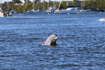 Dolphin and Sightseeing Tiki Cruise