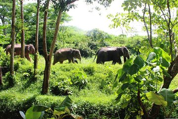 Phuket: Elephant Sanctuary Small Group Tour