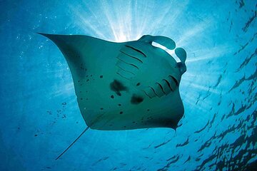 Swim With Manta Rays and Day Tour to Lembongan from Bali (A)